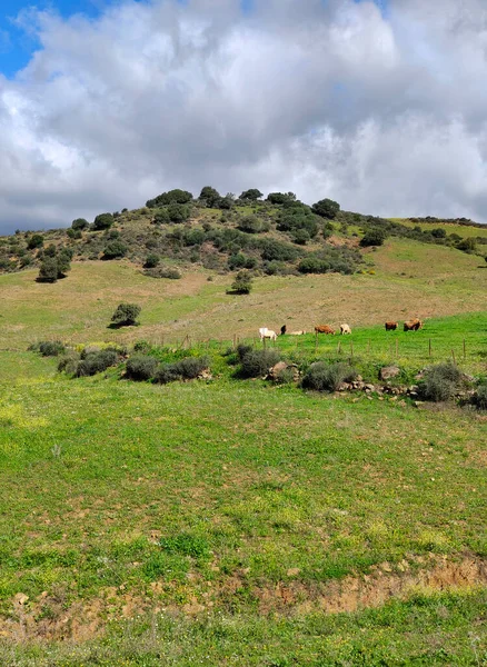 Prati Provincia Malaga Primavera — Foto Stock