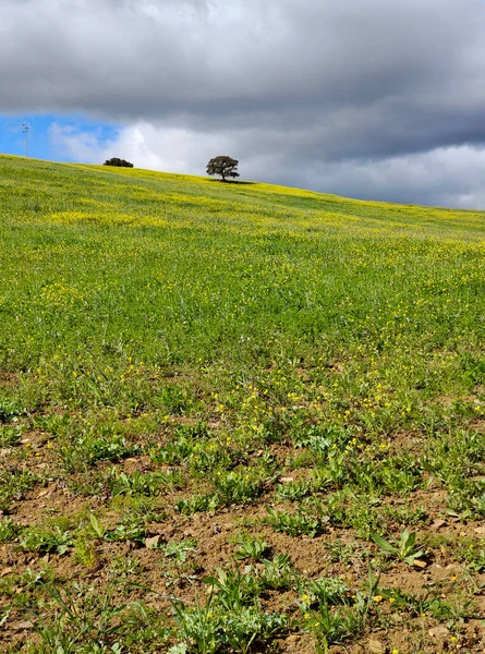 Prairies Dans Province Malaga Printemps — Photo