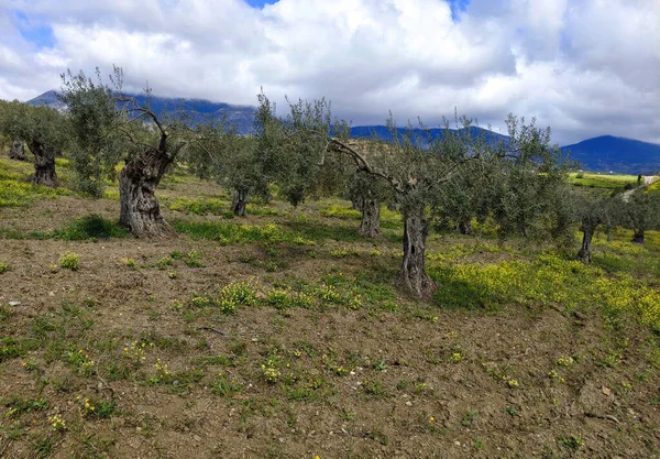 Olijfbomen Provincie Malaga Het Voorjaar — Stockfoto