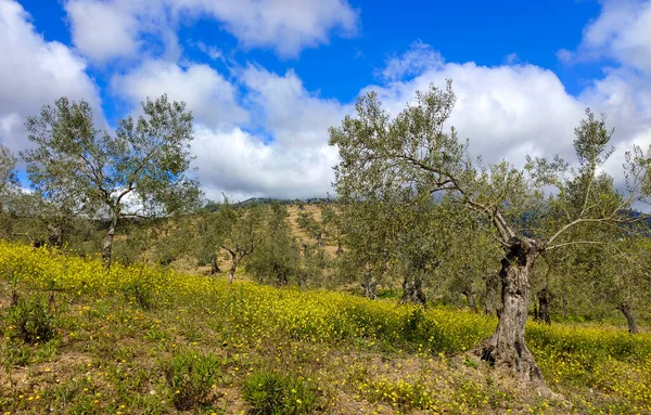 Olive Trees Malaga Province Springtime — Stock fotografie