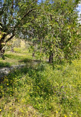 İlkbaharda Malaga 'da çayırlar