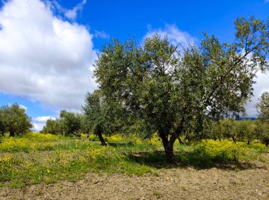 İlkbaharda Malaga 'da zeytin ağaçları
