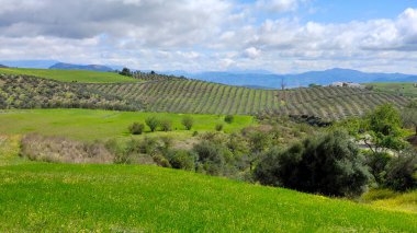İlkbaharda Malaga 'da zeytin ağaçları