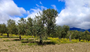 İlkbaharda Malaga 'da zeytin ağaçları