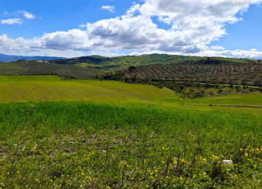 İlkbaharda Malaga 'da zeytin ağaçları