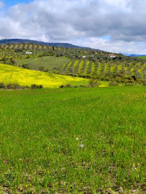 İlkbaharda Malaga 'da zeytin ağaçları