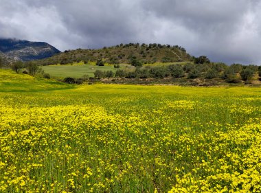 İlkbaharda Malaga 'da zeytin ağaçları