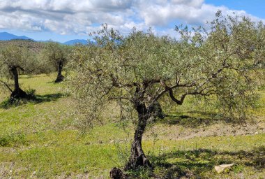 İlkbaharda Malaga 'da zeytin ağaçları