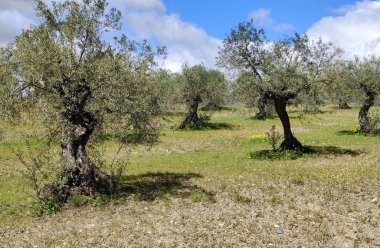 İlkbaharda Malaga 'da zeytin ağaçları