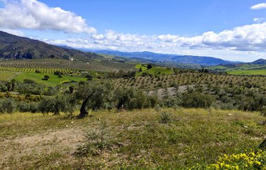 İlkbaharda Malaga 'da zeytin ağaçları