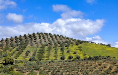 İlkbaharda Malaga 'da zeytin ağaçları