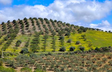 İlkbaharda Malaga 'da zeytin ağaçları