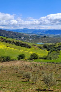 İlkbaharda Malaga 'da zeytin ağaçları
