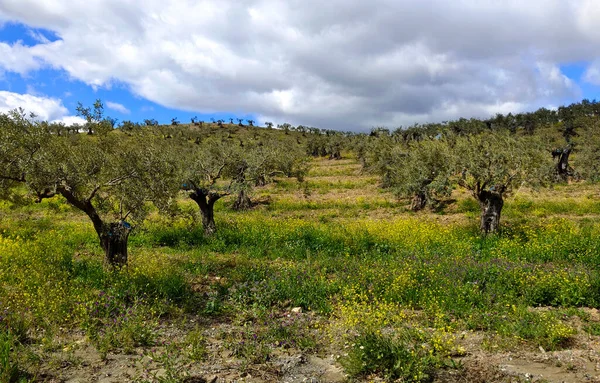 Olive Trees Malaga Province Springtime — Φωτογραφία Αρχείου