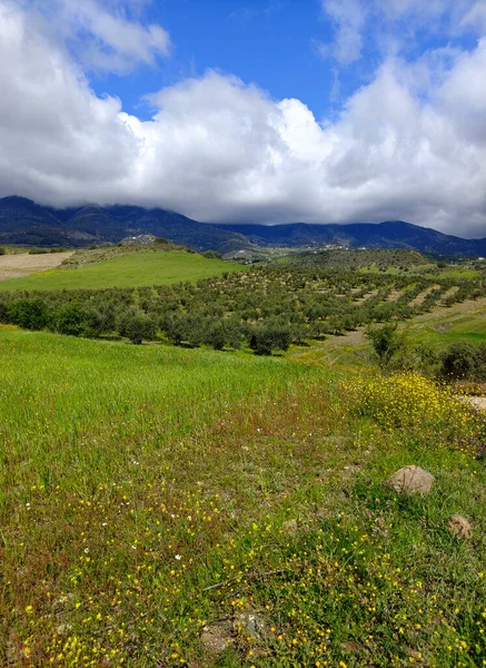 Olive Trees Malaga Province Springtime — Stock fotografie