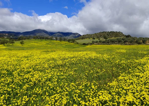 Olive Trees Malaga Province Springtime — Stock fotografie