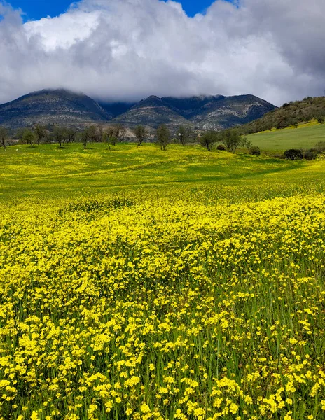 Lkbaharda Malaga Zeytin Ağaçları — Stok fotoğraf