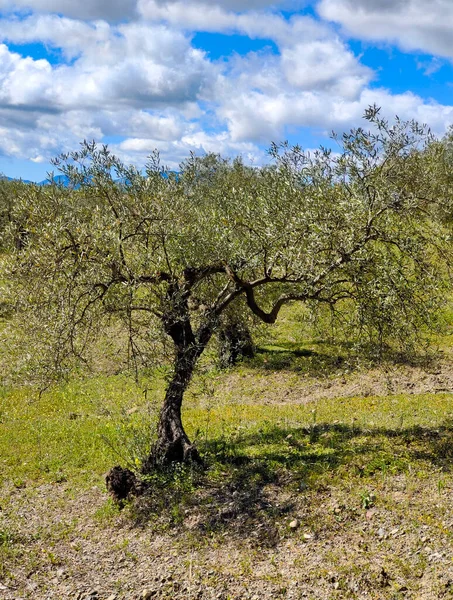 İlkbaharda Malaga 'da zeytin ağaçları