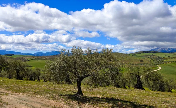 Olive Trees Malaga Province Springtime — Foto Stock