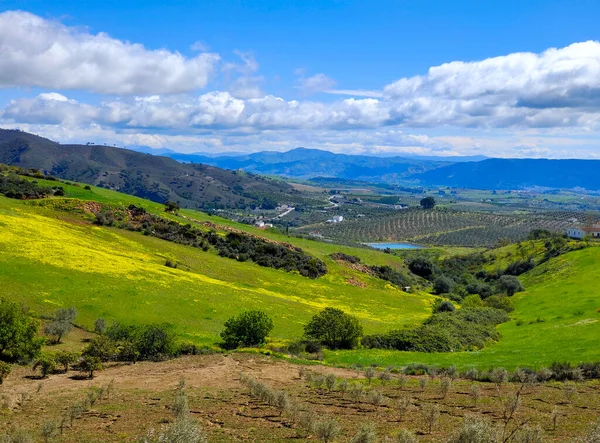 İlkbaharda Malaga 'da çayırlar
