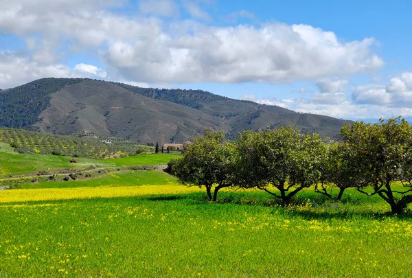 Prati Provincia Malaga Primavera — Foto Stock