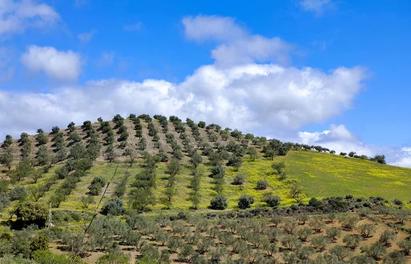 İlkbaharda Malaga 'da zeytin ağaçları