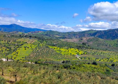 İlkbaharda Malaga 'da zeytin ağaçları
