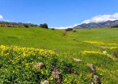 İlkbaharda İspanya 'nın Malaga eyaletinin çayırlarında çiçekler