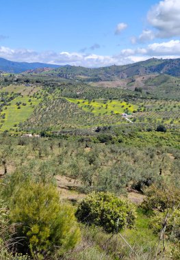 İlkbaharda Malaga 'da zeytin ağaçları