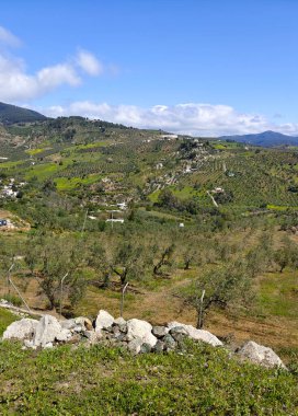 İlkbaharda Malaga 'da zeytin ağaçları
