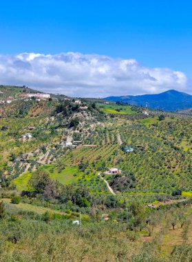 İlkbaharda Malaga 'da zeytin ağaçları