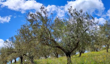 İlkbaharda Malaga 'da zeytin ağaçları
