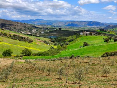 İlkbaharda Malaga 'da zeytin ağaçları