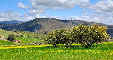İlkbaharda Malaga 'da zeytin ağaçları