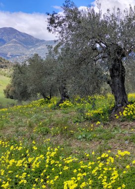 İlkbaharda Malaga 'da zeytin ağaçları