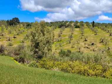 İlkbaharda Malaga 'da zeytin ağaçları