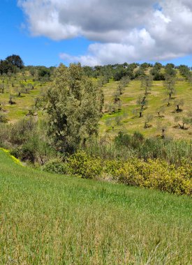 İlkbaharda Malaga 'da zeytin ağaçları