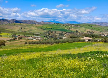 İlkbaharda İspanya 'nın Malaga eyaletinin çayırlarında çiçekler
