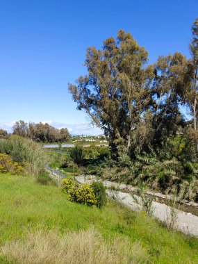 İlkbaharda İspanya 'nın Malaga eyaletinin çayırlarında çiçekler