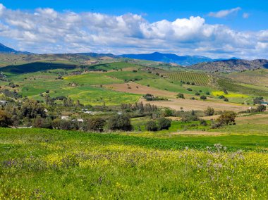 İlkbaharda İspanya 'nın Malaga eyaletinin çayırlarında çiçekler
