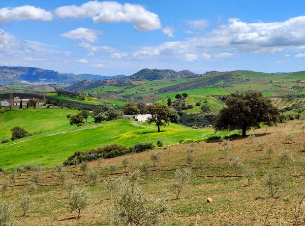 İlkbaharda Malaga 'da zeytin ağaçları