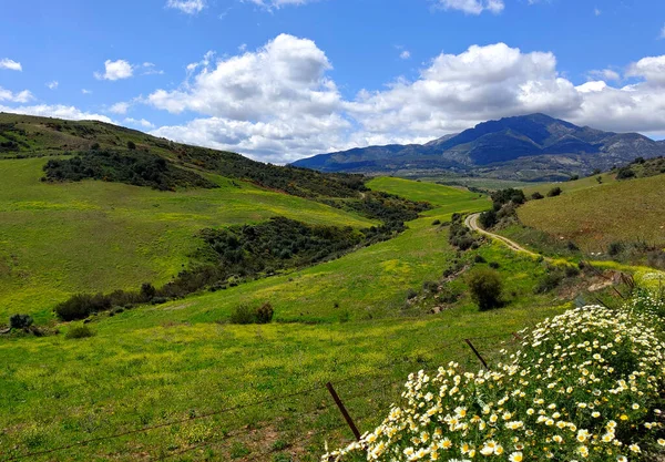 Цветы Лугах Провинции Малага Испании Весной — стоковое фото
