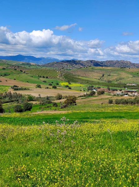 İlkbaharda Malaga 'da zeytin ağaçları