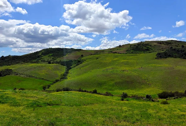 Flowers Meadows Malaga Province Spain Springtime lizenzfreie Stockbilder