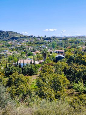 İlkbaharda Malaga 'da portakal ağaçları