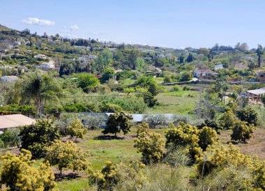 İlkbaharda Malaga 'da portakal ağaçları