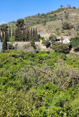 İlkbaharda Malaga 'da portakal ağaçları