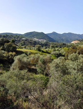 İlkbaharda Malaga 'da portakal ağaçları