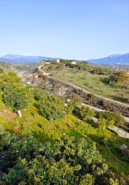 İlkbaharda İspanya 'nın Malaga eyaletinin çayırlarında çiçekler