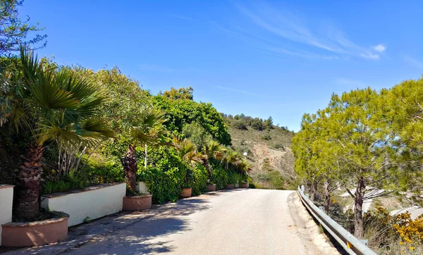 İlkbaharda İspanya 'nın Malaga eyaletinin çayırlarında çiçekler